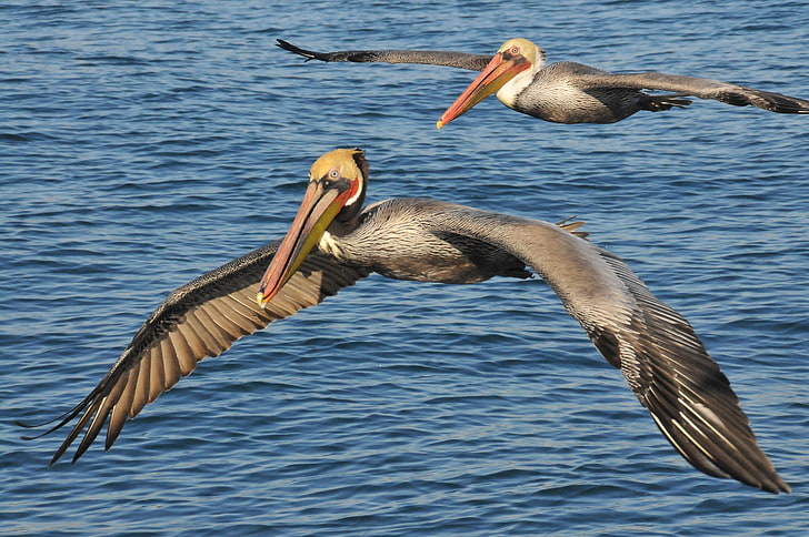 two pelicans, sea, birds, pelicans, HD wallpaper