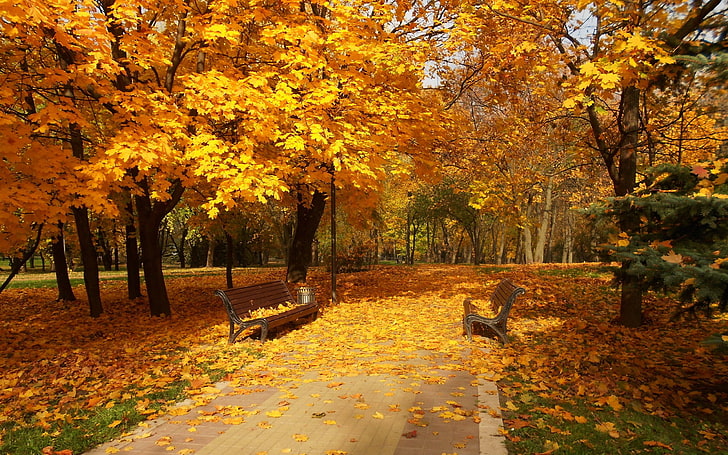 autum, musim gugur, warna-warni, warna, musim gugur, hutan, daun, alam, taman, jalan, jalan, kemegahan, pohon, berjalan, Wallpaper HD