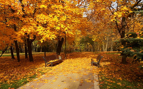 가을, 화려한, 색상, 가을, 숲, 잎, 자연, 공원, 경로, 도로, 화려, 나무, 산책, HD 배경 화면 HD wallpaper