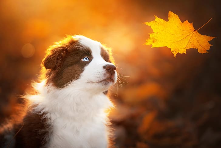 осень, фон, собака, щенок, морда, кленовый лист, желтый лист, HD обои