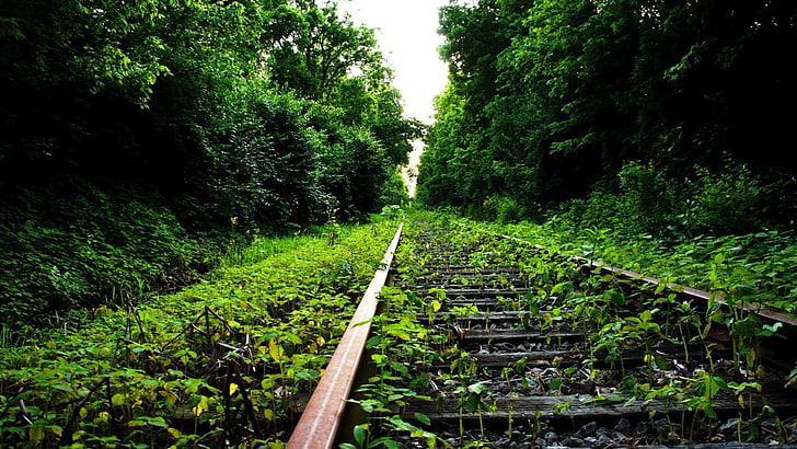 железная дорога, трек, зеленый, природа, путь, железная дорога, лист, лес, дерево, трава, рельс, поезд, лесистая местность, HD обои