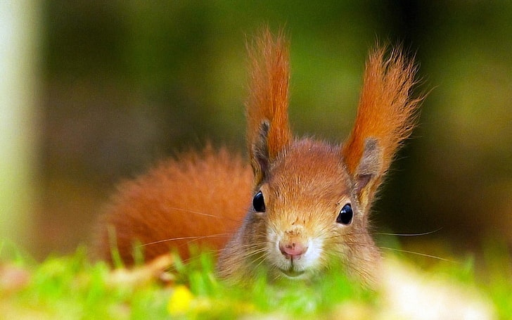 red squirrel, fluffy, red, squirrel, ears, head, HD wallpaper