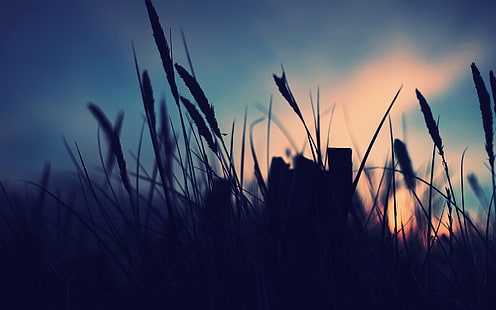 Silhouette der Pflanzen, Silhouette der Gräser tagsüber, Natur, Landschaft, Nacht, Makro, Pflanzen, Sonnenlicht, violett, HD-Hintergrundbild HD wallpaper