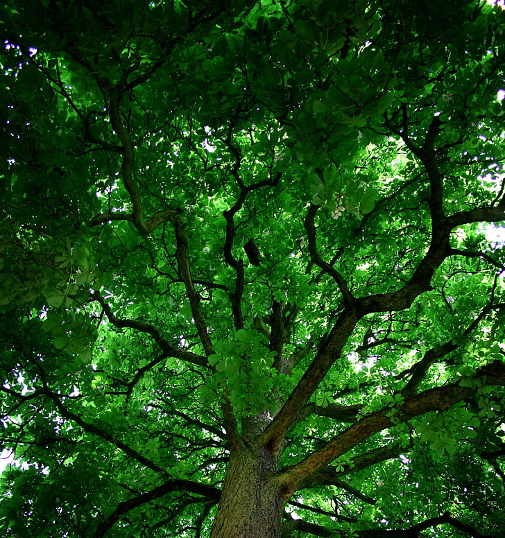 กิ่งไม้สีเขียวและน้ำตาล, ต้นไม้, ธรรมชาติ, สาขา, สีเขียว, วอลล์เปเปอร์ HD, วอลเปเปอร์โทรศัพท์