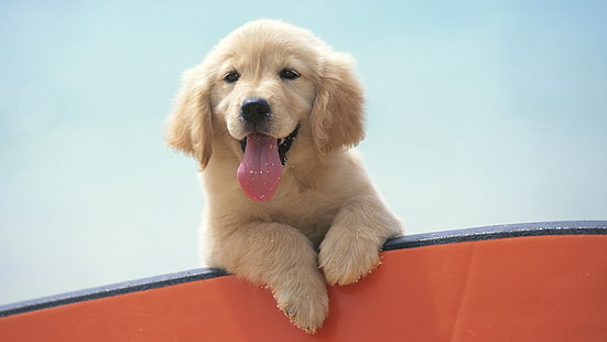 dog, puppies, golden retrievers, animals, Labrador Retriever, HD wallpaper HD wallpaper