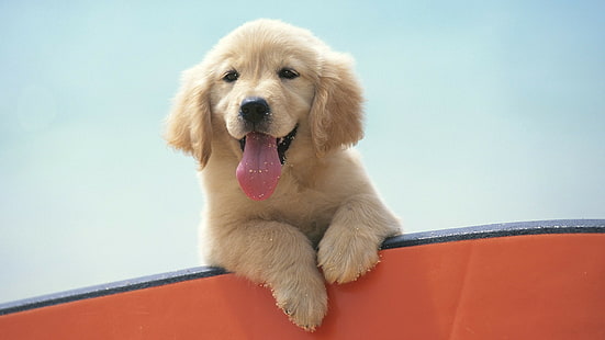 Labrador Retriever, golden retrievers, puppies, dog, animals, HD wallpaper HD wallpaper