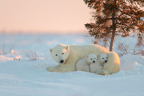 animals, polar bears, snow, baby animals, HD wallpaper HD wallpaper
