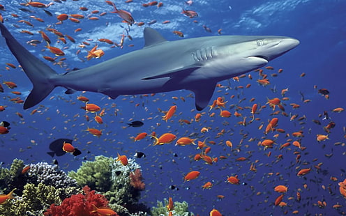 Ocean Shark Underwater World, Exotic Fish, Coral Desktop Wallpaper Hd за мобилни телефони и лаптопи, HD тапет HD wallpaper