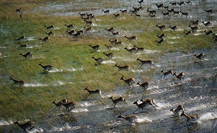 Red Lechwe Group, brown deer herd, Animals, Wild, Lechwe, Group, HD wallpaper