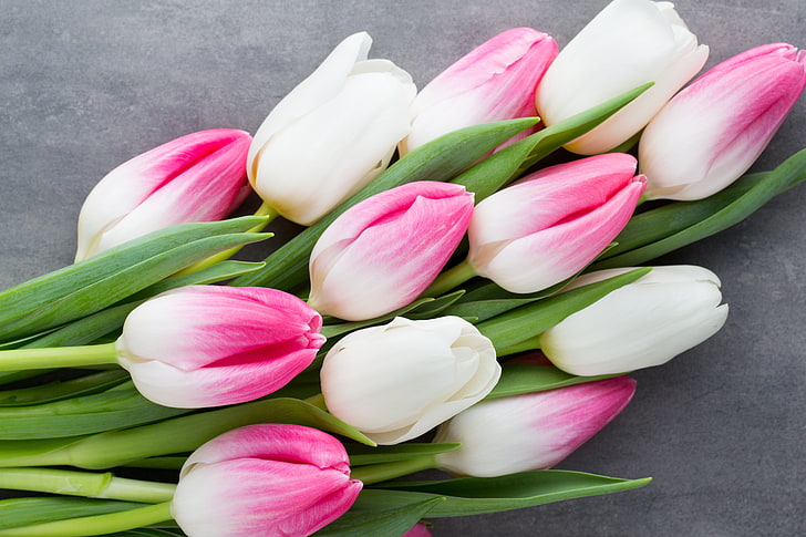 pink-and-white tulip flowers, flowers, bouquet, tulips, pink, white, fresh, beautiful, spring, HD wallpaper