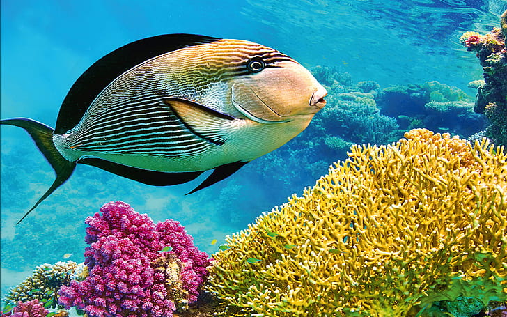 Thailand Andaman Sea Underwater Coral Fish Hd Wallpaper 1920×1200, HD wallpaper