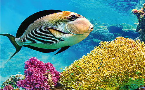 Тайланд Андаманско море Подводна коралова риба Hd Wallpaper 1920 × 1200, HD тапет HD wallpaper