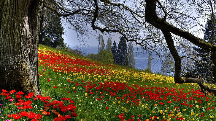 Natura, tulipan, kwiat, wiosna, roślina, kwitnąć, kwiaty, kwiatowy, ogród, tulipany, kwiat, płatek, liść, pora roku, lato, bukiet, kolor, flora, kwitnienie, łodyga, kolorowy, dzień, pole, jasny, trawa, sezonowe, rośliny, żywe, płatki, prezent, dekoracja, świeży, żółty, różowy, świeżość, marzec, naturalny, łąka, pęczek, miłość, Tapety HD