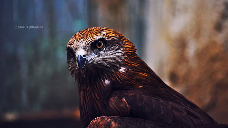Olhos de águia, fotografia de close-up, coruja marrom e cinza, águia, olhos, fotografia, HD papel de parede