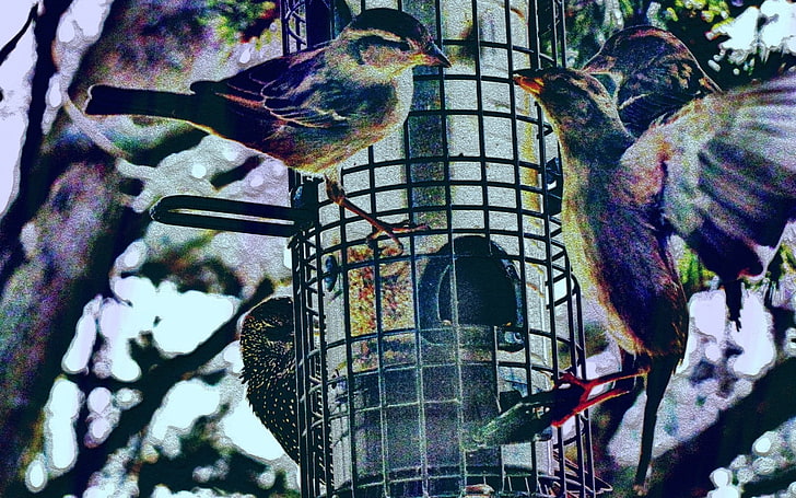 dois pássaros em preto e cinza, pássaros, desenho, alimentação, pardais, HD papel de parede