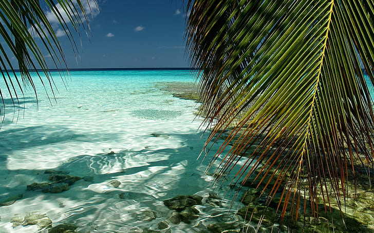 Atoll de Malé Sud, Kaafu, Maldives, océan Indien, feuillage, paysage, Fond d'écran HD