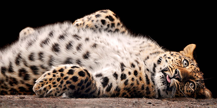 взрослый леопард с селективным фокусом фотография, леопард, киска, живот, HD обои
