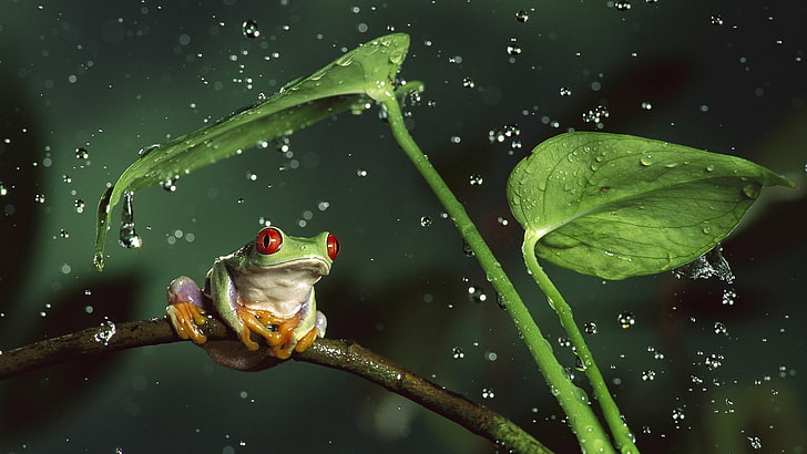 жаба, животни, природа, земноводни, жаби с червени очи, водни капки, HD тапет