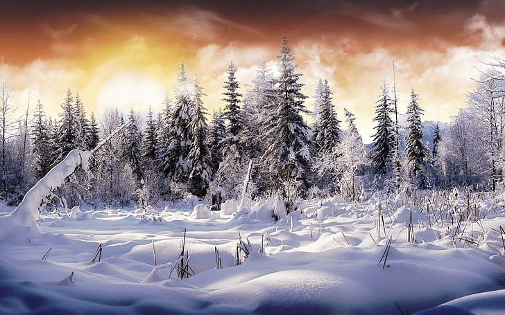 Winter Wonderl (deuxième version), pays des merveilles, nature, forêt, arbres, neige profonde, neige sur les arbres, neige, endroit froid, journée d'hiver, hiver, Fond d'écran HD