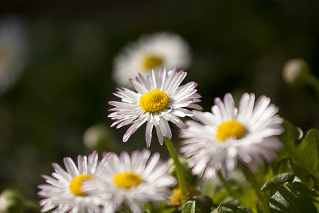 fotografi makro bunga Daisy putih di siang hari, aster, aster, alam, daisy, bunga, musim panas, tanaman, close-up, di luar ruangan, daun bunga, padang rumput, musim semi, keindahan Di Alam, Warna hijau, kuning, kesegaran, makro, Wallpaper HD HD wallpaper