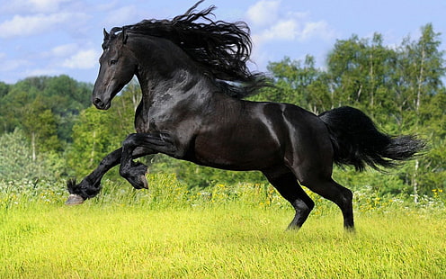 الحيوانات الخيول التي تدير الخيول السوداء 1920x1200 الحيوانات الخيول HD الفن والحيوانات والخيول، خلفية HD HD wallpaper