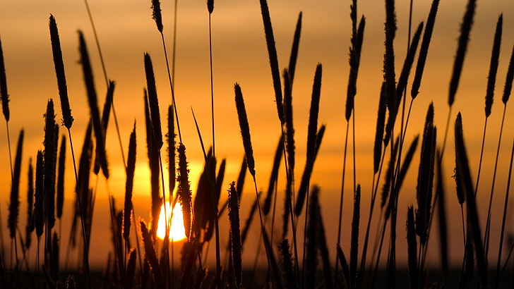 zdjęcie sylwetki trawy ożypałkowej, zachód słońca, słońce, słońce, kłoski, Tapety HD