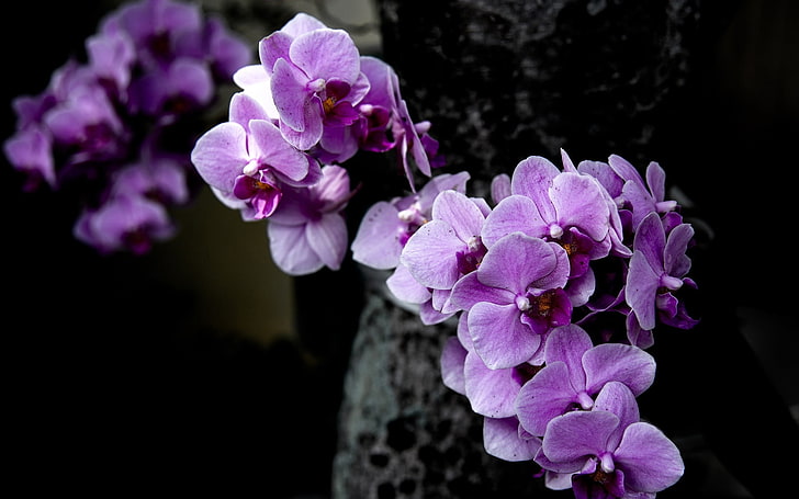 fioletowe płatki kwiatów, orchidea, kwiaty, płatki, Tapety HD