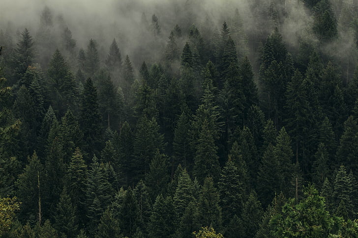 Alberi, verde, nebbia, foresta, sudario, vista dall'alto, Sfondo HD
