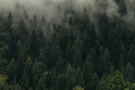 Деревья, зеленые, туман, лес, плащаница, вид сверху, HD обои HD wallpaper