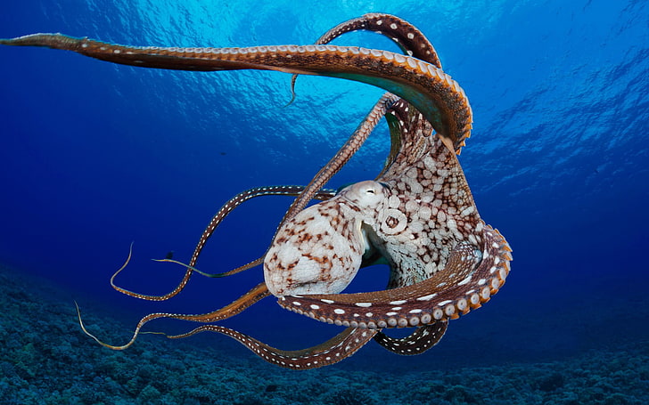 braune und weiße Octopus-Tapete, The OCEAN, CLAM, CORALS, The TENTACLES, OCTOPUS, HD-Hintergrundbild