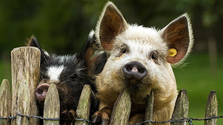 świnia, świnie, świnki, świnka, zwierzęta, Tapety HD