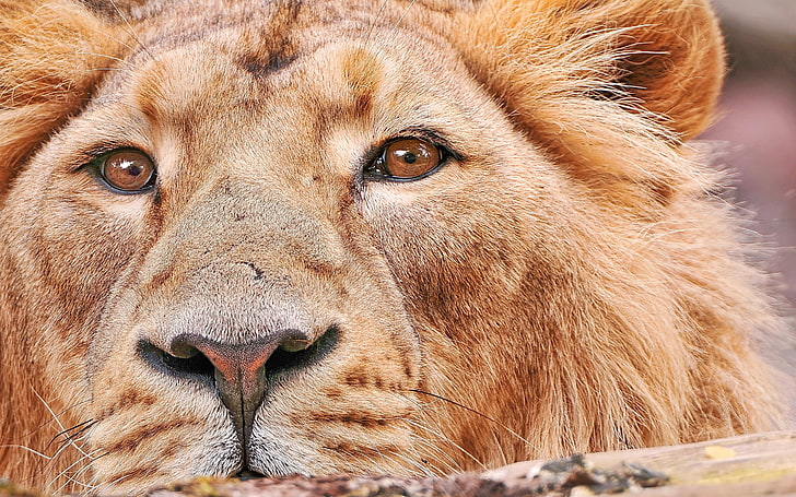 brown lion, lion, closeup, animals, HD wallpaper