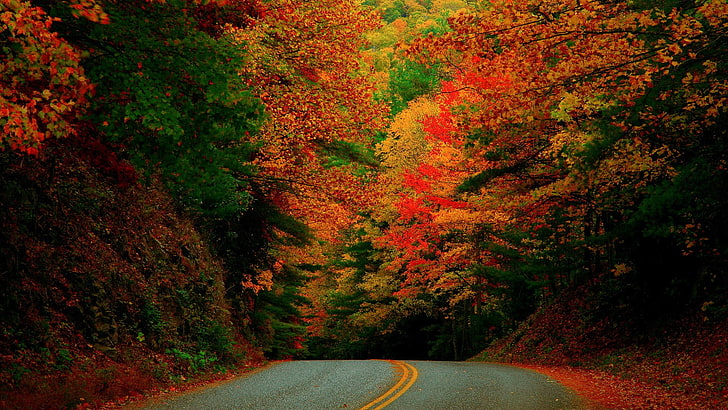 красная и зеленая абстрактная живопись, пейзаж, природа, дорога, деревья, HD обои