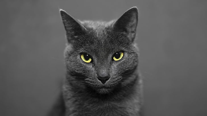 котка, сива котка, мустаци, очи, бозайник, руска синя, руска синя котка, HD тапет