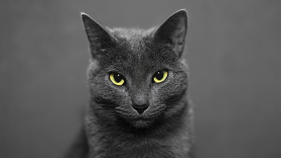 猫、灰色の猫、ひげ、目、哺乳類、ロシアンブルー、ロシアンブルーの猫、 HDデスクトップの壁紙 HD wallpaper