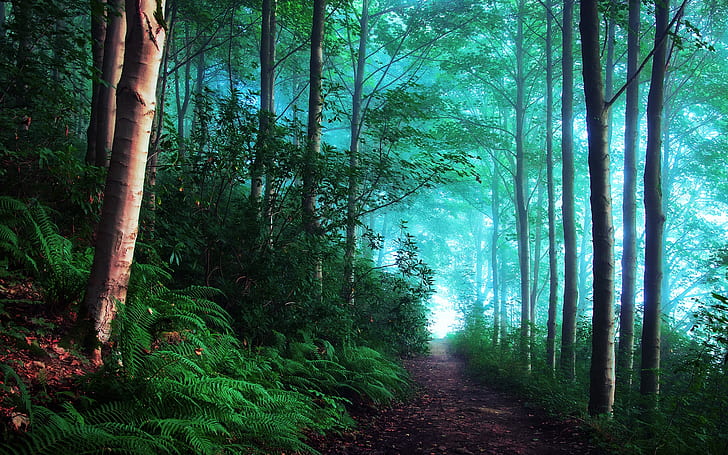 Early morning forest HD wallpapers free download | Wallpaperbetter
