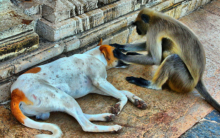Funny monkey and dog, funny, monkey, nurse, friends, HD wallpaper