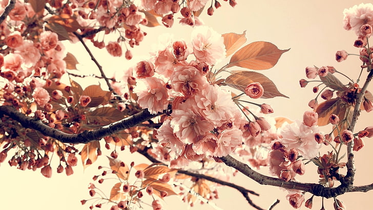 sakura blossoms, flowers, branch, plants, HD wallpaper