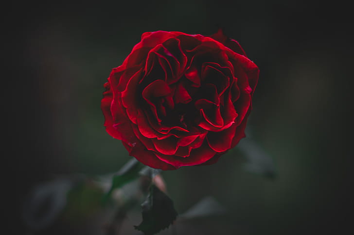 rose, flower, dark, frozen, petals, plant, HD wallpaper