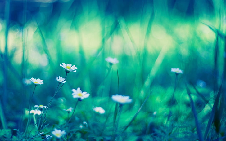 white and yellow flowers, field, grass, flowers, plants, blurring, HD wallpaper