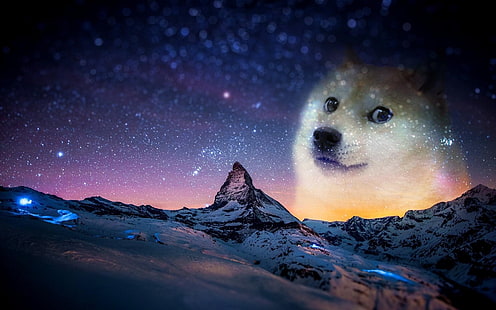 short-coated white dog, snow, night, animals, doge, memes, humor, HD wallpaper HD wallpaper