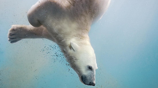polar bear, underwater, wild animal, bear, wildlife, water, snout, HD wallpaper HD wallpaper