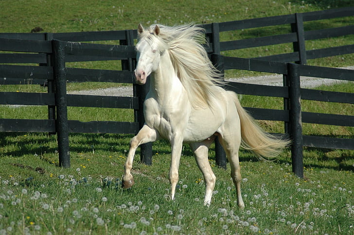White Horse, horse, stallion, cavalo, animals, HD wallpaper