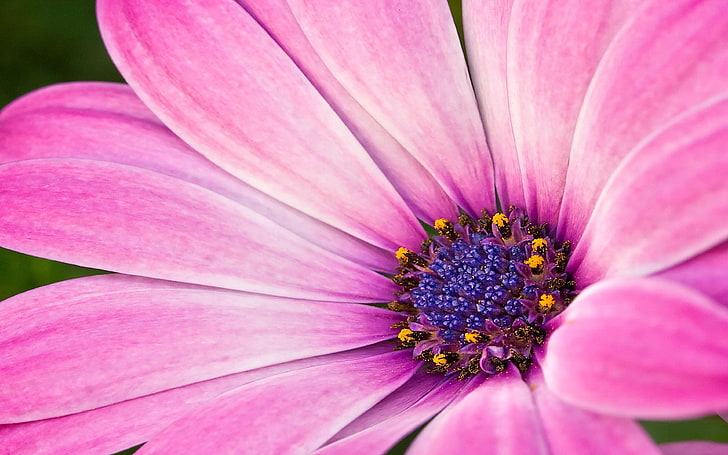 วอลล์เปเปอร์ดอกไม้มาโครเดซี่สีชมพูสำหรับวอลเปเปอร์เดสก์ท็อป HD 3840 × 2400, วอลล์เปเปอร์ HD
