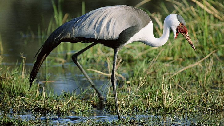 gray and white heron, stork, grass, swamp, legs, color, african, HD wallpaper