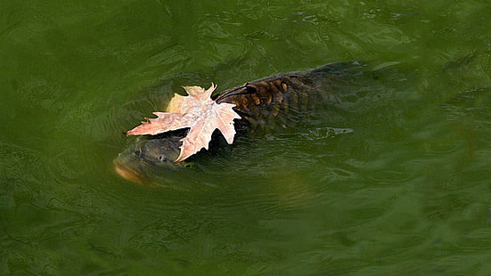 Tiere, Fische, Karpfen, Blätter, HD-Hintergrundbild HD wallpaper