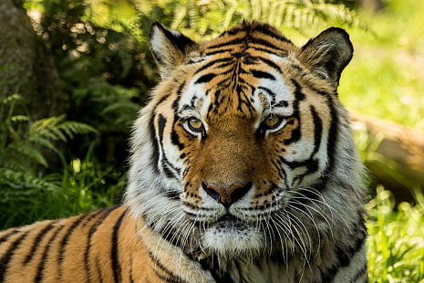 Зоопарк Дартмур, сибирски тигър, HD тапет HD wallpaper