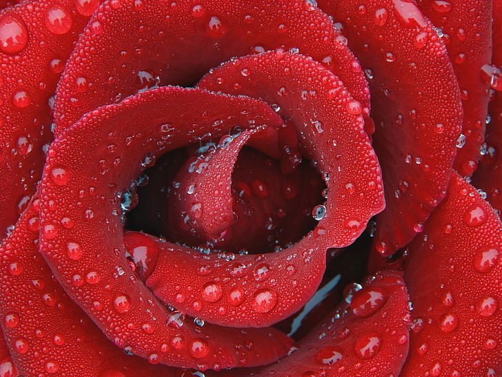 Delikat Dewy Rose 1, ros, delikat, daggigt, HD tapet