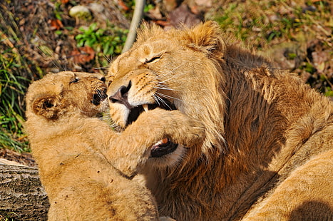 leão com filhotes, leão, rosto, agressão, predador, filhote, jogar, HD papel de parede HD wallpaper