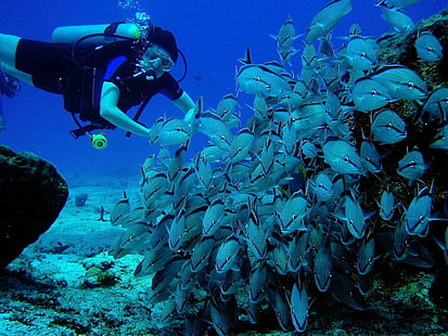 diver, diving, fish, ocean, scuba, sea, underwater, HD wallpaper HD wallpaper